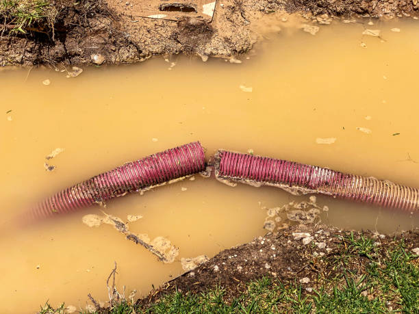 Best Flood restoration services  in Bicknell, IN